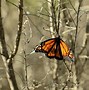 Image result for Butterfly Wallpaper HD