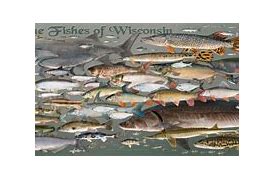 Image result for Freshwater Lake Fish