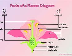 Image result for iPhone 5 Diagram