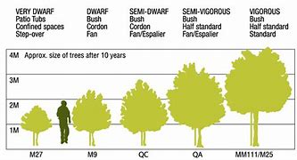 Image result for Apple Tree Size Chart