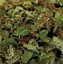 Image result for Top Medical Marijuana Strains