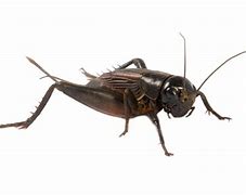 Image result for Crickets at Night