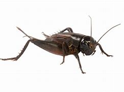 Image result for Common Cricket