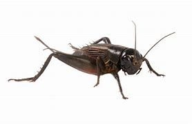 Image result for Houses Up for Sale with the Crickets