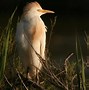 Image result for Species of Ibis