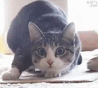 Image result for Very Happy Cat