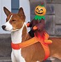 Image result for Basenji Dog