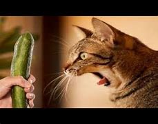 Image result for Pickle Cat Meme