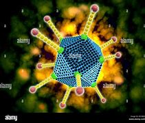 Image result for Common Cold Virus Structure