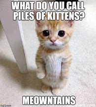 Image result for Cute Cat Meme Generator