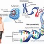 Image result for Are Genes and DNA the Same Thing