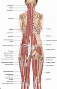 Image result for Lumbar Region Muscle Anatomy