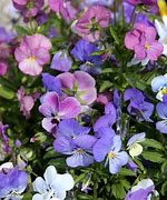 Image result for Viola cornuta