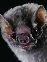 Image result for Scary Vampire Bat