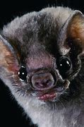 Image result for vampire bat