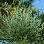Image result for Sequoiadendron giganteum Glaucum