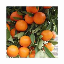 Image result for Hybrid Orange Plant Pics