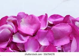 Image result for Hot Pink Rose Petals