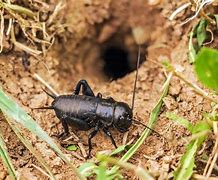Image result for Crickets Underneath House