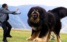 Image result for 15 Biggest Dogs in the World