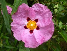 Cistus barnsley pink に対する画像結果