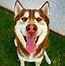 Image result for huskies dogs black and white