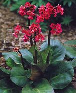 Image result for Bergenia Winterglut