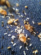 Image result for Bed Bug Larvae