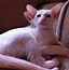 Image result for Red Point Siamese Kittens