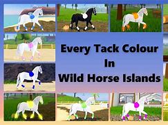 Image result for Unusual Horse Breeds