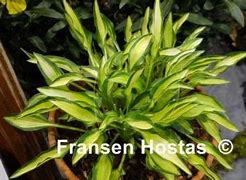 Bildergebnis für Hosta Teeny Weeny Bikini