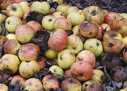 Image result for Five Apple's On a Row Rotting