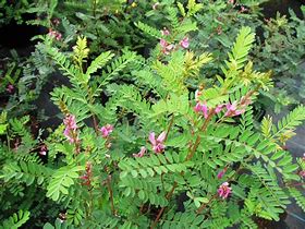 Image result for Indigofera gerardiana