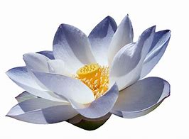 Image result for Lotus Flower Meme