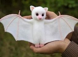 Image result for Japanese Albino Bat