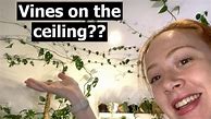 Image result for Red Vine Hang From the Ceiling