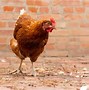Image result for Image of the Rhode Island Red
