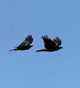Image result for Small Crow