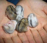 Image result for Smallest Hamster in the World