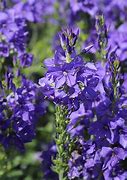 Image result for Veronica austriaca Knallblau