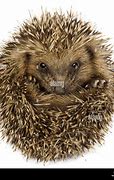 Image result for Hedgehog Curled Up with Paw Sticking Out