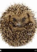 Image result for Hedgehog Curled Up