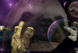 Image result for Funny Sloth Desktop Wallpaper