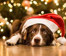 Image result for Christmas Wallpaper with Dogs