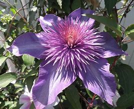 Image result for Double Dark Purple Clematis