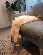 Image result for Melting Cat Meme