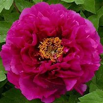 Image result for Paeonia suffruticosa Luo Yang Hong
