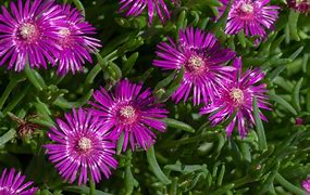 Image result for ice plant