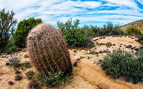 Image result for Arizona Desert Scenery