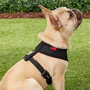 Image result for Back Clip Dog Harness